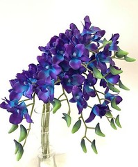 3 x LATEX TOUCH SINGAPORE BLUE PURPLE ORCHID DENDROBIUM ORCHIDS FLOWER FLOWERS