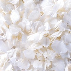 1500Pcs Real Dried Ivory White Hydrangea Flower Petals Natural smal Petals