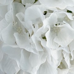4 White Hydrangea 7″ wide Kissing Balls Wedding Party Bouquets Centerpieces