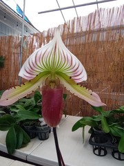 Paph. Maudiae hybrids (Set of 3)white green stripes, purple, spotted