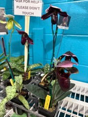 Paph. Maudiae hybrids (Set of 3)white green stripes, purple, spotted