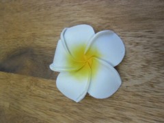 Bali Frangipani Neoprene/Foam Flowers x 20(white/black) Wedding,Decoration x 7cm