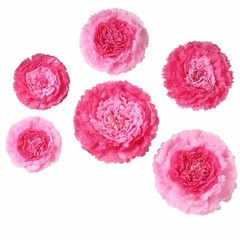 12 pack 7″ 9″ 11″ Fuchsia and Pink Tissue Paper Carnation Flowers Home Backdrop
