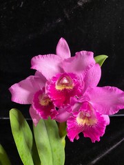 Pot. Hsinying Pink Doll ‘Hsinying’