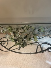 Frosted English Ivy Bush 22”