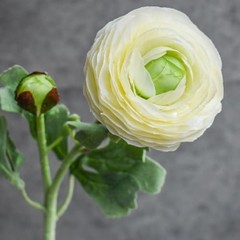 10Pcs White Ranunculus Artificial Flowers Silk 10 Creamy White Ranunculus