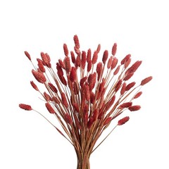 120pcs Fall Burnt Orange Bunny Tails Dried Flowers,17″
