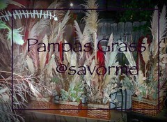 12 Large Pampas Grass (36”) Wedding Decor CA, USA BEAUTIFUL!
