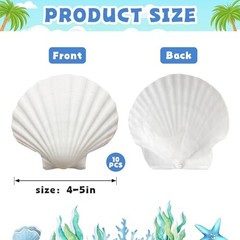 Natural Scallop Shells for Crafts, 4-5 inch Natural White Scallop 10PCS 4″-5″